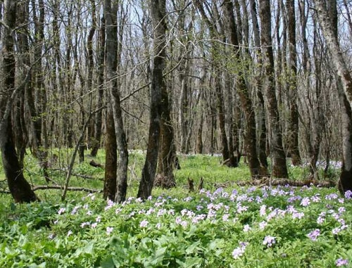 "Russkiy Les" near the city of Stavropol. April, 2011. Photo by the Ministry of Natural Resources of Stavropol region.