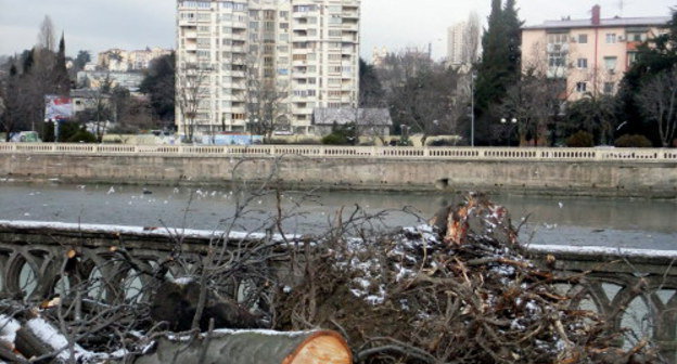 Felled chestnuts on embankment in Sochi, February 10, 2012. Photo by Svetlana Kravchenko for the "Caucasian Knot"