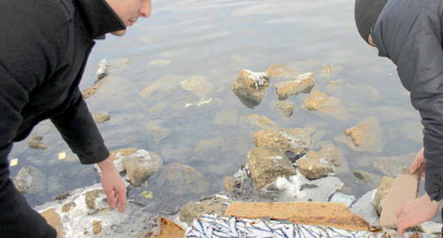 Students feeding birds on the Caspian Sea shore, Makhachkala, February 14, 2012. Courtesy of the press service of the Ministry for Natural Resources and Ecology of Dagestan