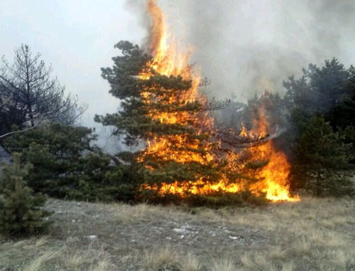 Forest is on fire for a week after special operation in Gumbet District of Dagestan, locals report. Dagestan, march 2014. Photo courtesy of an eyewitness