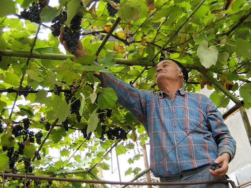 Georgia, Kakheti region. A winegrower is reaping a harvest. Photo: Mzuriana https://www.flickr.com/photos/hailebet/9406241456/