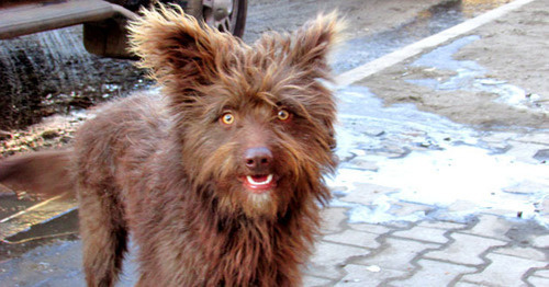 Stray dog. Photo by Vyacheslav Yaschenko for the ‘Caucasian Knot’. 