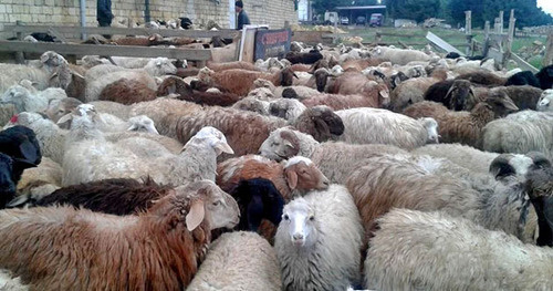 Sacrificial animals for the celebration of Kurban Bayram. Photo by Patimat Makhmudova for the "Caucasian Knot"