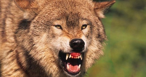 A wolf. Photo: Tom Tietz, Linkedin.com