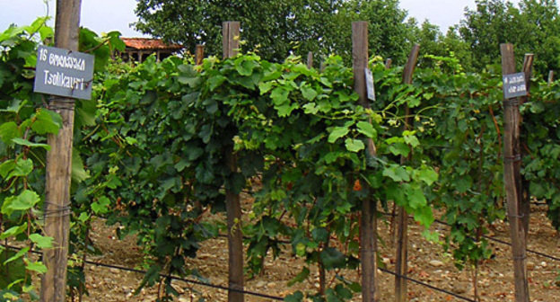 Vineyard in Kakhetia (Georgia). Photo by http://ru.wikipedia.org