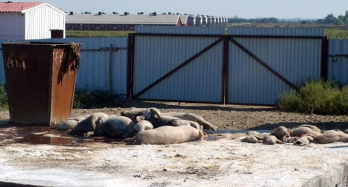 The dead pigs lying near the farm complex "Kievo-Zhuraki". Photo courtesy of Valery Brinikh