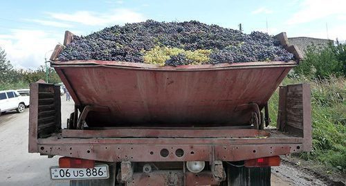 Harvest of grapes. Armenia, October 2015. Photo by Armine Martirosyan for the "Caucasian Knot"