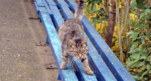 A cat in Sochi. Photo by Svetlana Kravchenko for the "Caucasian Knot"