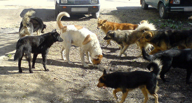 Stray dogs in Makhachkala. Photo: http://www.riadagestan.ru/news/society/brodyachie_sobaki_sotsialnaya_problema_ili_sostoyanie_respubliki/