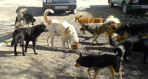 Stray dogs in Makhachkala. Photo: http://www.riadagestan.ru/news/society/brodyachie_sobaki_sotsialnaya_problema_ili_sostoyanie_respubliki/