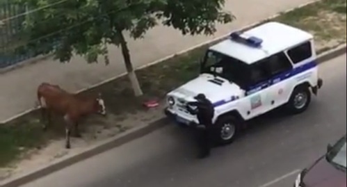A policeman in Makhachkala shooting at a cow. Photo: screenshot of a video, https://www.youtube.com/watch?v=-baWkPEZmY4
