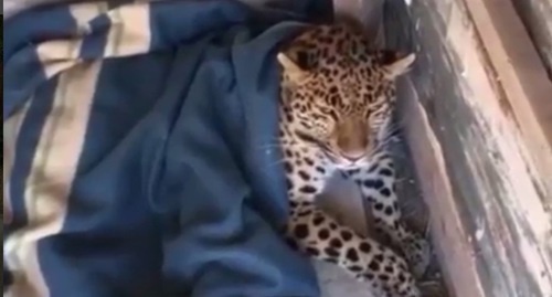 Leopard after being caught. Screenshot: https://www.instagram.com/p/BVt8CHngc4c/?taken-by=golos.dagestana