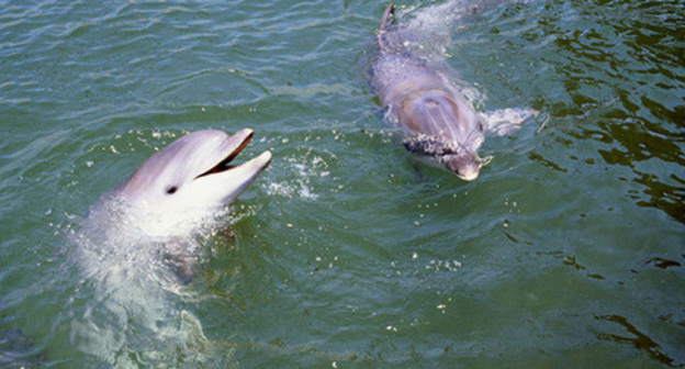 Dolphins. Photo https://sputnik-georgia.ru