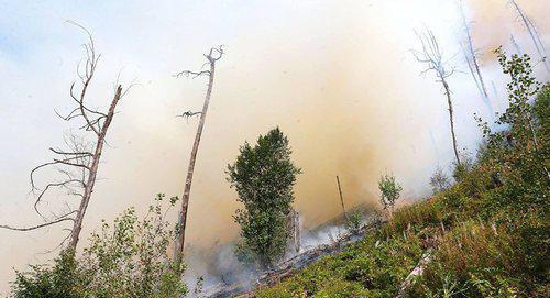 Fire in the territory of Likani park. Photo: https://sputnik-georgia.ru/incidents/20170830/237134448/Pozhar-v-parke-Likani-likvidirovan.html © FB / Giorgi Kvirikashvili