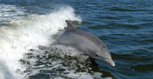 A dolphin. Photo: NASAs https://ru.wikipedia.org