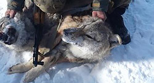 A killed wolf. Photo http://mprdag.ru/index.php/novosti/3482-na-territoriyakh-neskolkikh-rajonov-respubliki-proveden-otstrel-volkov