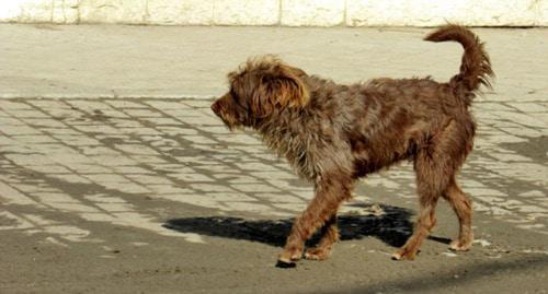 Stray dog. Photo by Vyacheslav Yaschenko for the Caucasian Knot. 