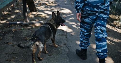 A cynologist with a dog. Photo: Fyodor Obmaykin / Yugopolis