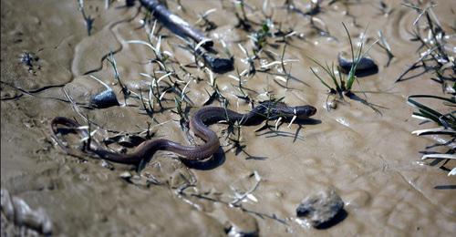 A snake. Photo: REUTERS/Navesh Chitrakar