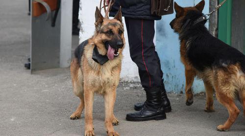 Service dogs. Photo: Elena Sineok/Yuga.ru