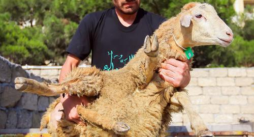 A sacrificial sheep at Baku market. Photo by Aziz Karimov for the Caucasian Knot