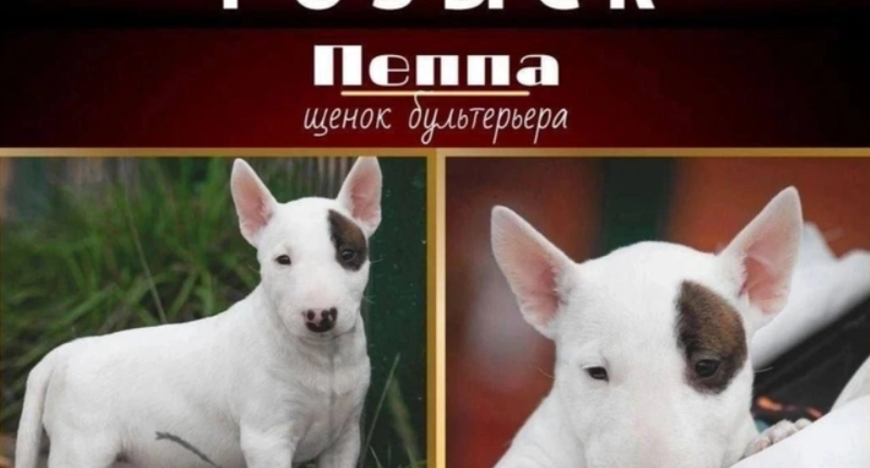 Announcement of the missing puppy named Peppa. Screenshot from "Fontanka" dated 17.09.25, https://www.fontanka.ru/2025/09/17/76033179/ Announcement of the missing puppy named Peppa. Screenshot from "Fontanka" dated 17.09.25, https://www.fontanka.ru/2025/09/17/76033179/