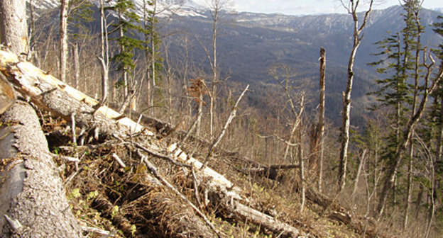 In the territory of the monument of nature "Upstream of Pshekha and Pshekhashkha Rivers", April 10, 2008. Courtesy of the "NABU-Kavkaz" Nature-Protection Centre
