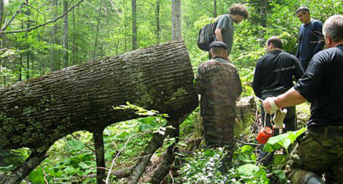 EcoWatch members monitoring logging process in the vicinity of the Shumichka river. Photo: http://www.ewnc.org/?q=node/356