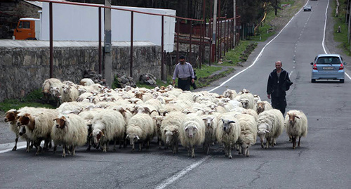 In the road in Georgia. Photo by Akhmed Aldebirov for the "Caucasian Knot"