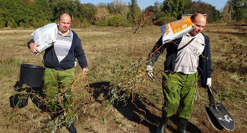 Roman and Vladimir Milchenko plant out seedlings in the territory of SFedU Botanical Garden, 17.10.2015. Photo: the official page of the "Green Union" at Facebook https://www.facebook.com/greenunion.ru?fref=photo