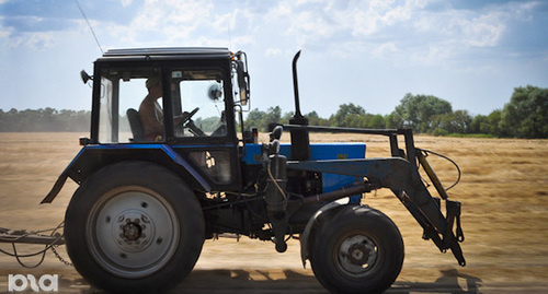 Reaping. © Yelena Sineok. YUGA.ru, https://www.yuga.ru/news/393110/