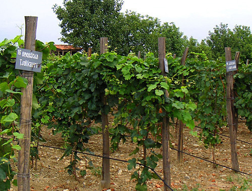 Vineyard in Kakhetia (Georgia). Photo by http://ru.wikipedia.org