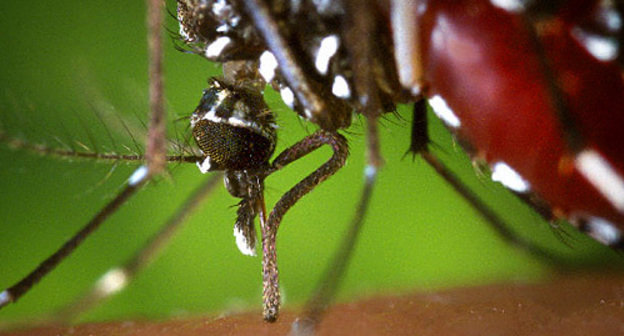 Mosquito "Asian Tiger" - carrier of West Nile Encephalitis. Photo by http://ru.wikipedia.org