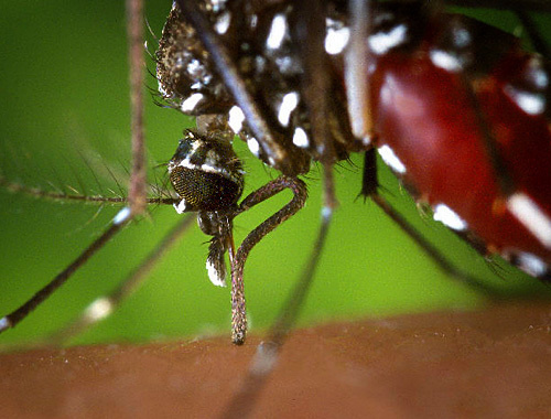 Mosquito "Asian Tiger" - carrier of West Nile Encephalitis. Photo by http://ru.wikipedia.org