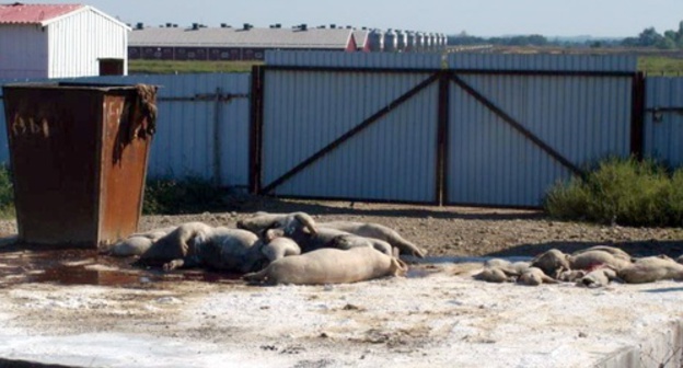 The dead pigs lying near the farm complex "Kievo-Zhuraki". Photo courtesy of Valery Brinikh
