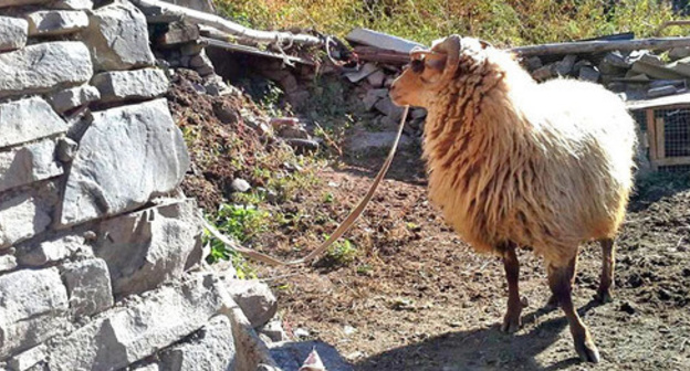 Sacrificial animal. Photo by Patimat Makhmudova for the 'Caucasian Knot'. Sacrificial animal. Photo by Patimat Makhmudova for the 'Caucasian Knot'.