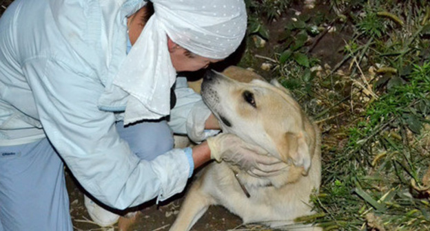 A volonteer with a stray dog. Photo by Svetlana Kravchenko for the "Caucasian Knot" A volonteer with a stray dog. Photo by Svetlana Kravchenko for the "Caucasian Knot"