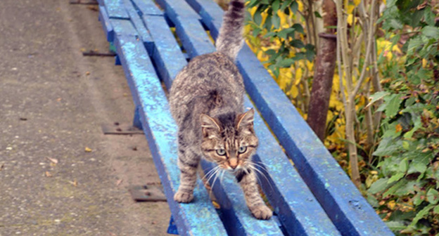 A cat in Sochi. Photo by Svetlana Kravchenko for the "Caucasian Knot" A cat in Sochi. Photo by Svetlana Kravchenko for the "Caucasian Knot"