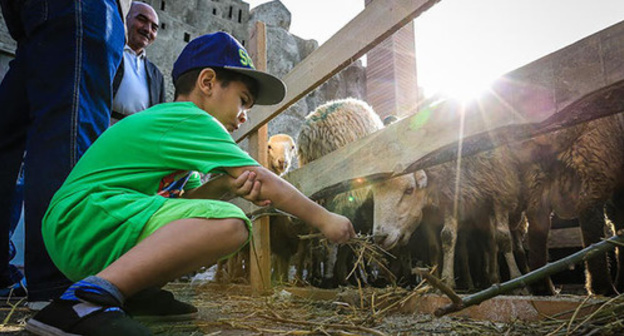 Sheep on the eve of Eid al-Adha. Photo by Aziz Karimov for the 'Caucasian Knot'. Sheep on the eve of Eid al-Adha. Photo by Aziz Karimov for the 'Caucasian Knot'.