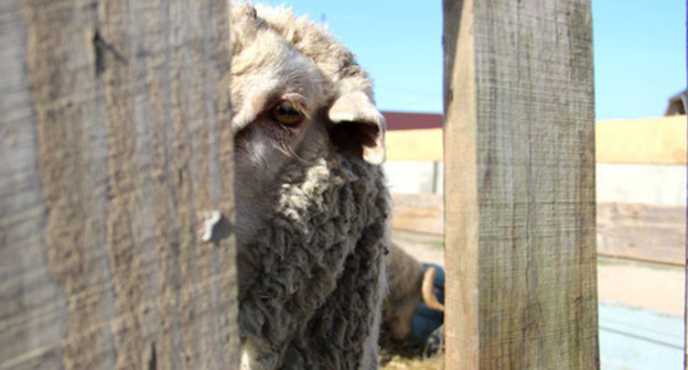 A sacrificial sheep. Photo by Magomed Magomedov for the "Caucasian Knot"