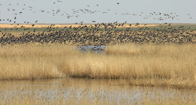 The "Dagestani" natural reserve. Kizlyar Bay. Photo: Djamirzoev G.S. http://www.dagzapoved.ru/sites/default/files/kizlyar_photo2.jpg