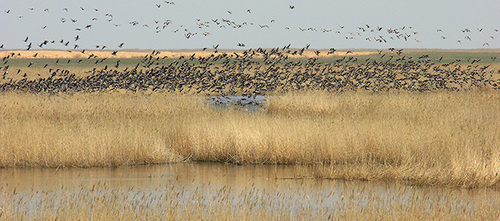 The "Dagestani" natural reserve. Kizlyar Bay. Photo: Djamirzoev G.S. http://www.dagzapoved.ru/sites/default/files/kizlyar_photo2.jpg