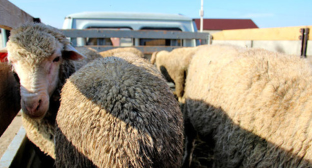 The sacrificial sheep. Photo by Magomed Magomedov for the "Caucasian Knot"