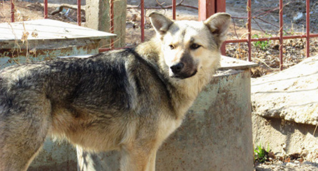A stray dog. Photo by Vyacheslav Yaschenko for the "Caucasian Knot" A stray dog. Photo by Vyacheslav Yaschenko for the "Caucasian Knot"