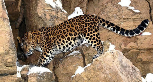 Persian leopard. Photo: http://green-city.su/russkie-zapovedniki-v-kino/
