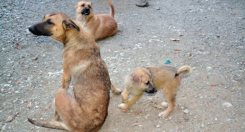 Stray dogs. Photo by Svetlana Kravchenko for the 'Caucasian Knot'. 