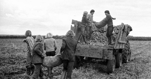 Students help villagers to harvest potatoes, September 1979. Photo: http://ru.wikipedia.org