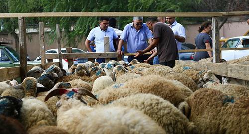 Sheep in the market on Eid al-Adha holiday. Photo by Aziz Karimov for the Caucasian Knot. 