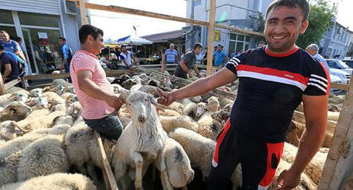 Sheep at the market. Photo by Aziz Karimov for "Caucasian Knot"
