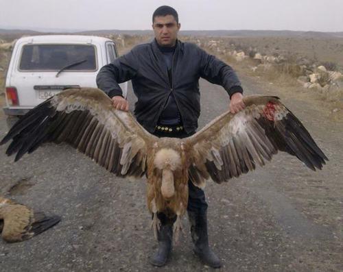 A hunter with a killed griffon vulture, https://econews.am/?p=9194&amp;l=am